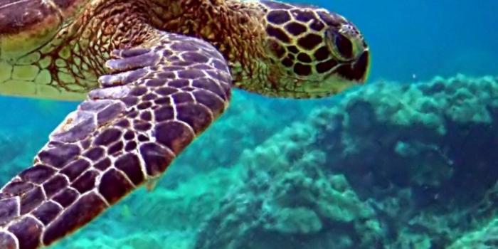 1080x1920 ✅[50+] Sea Turtle Wallpaper Backgrounds - Android, iPhone