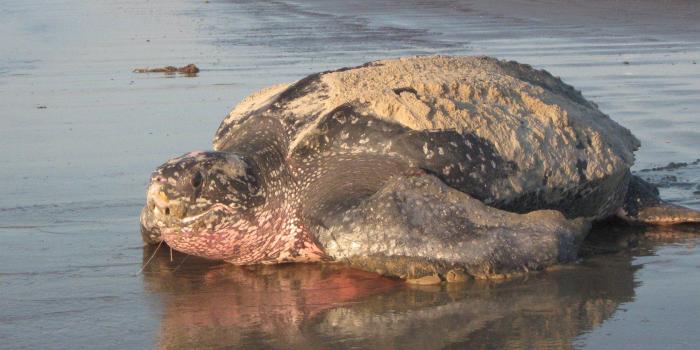 1680x1050 Leatherback Sea Turtle Desktop and Mobile Wallpaper - Animals Town