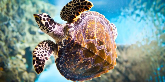 3840x2160 Sea Turtle [2] wallpaper - Animal wallpapers - #33490