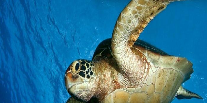 1080x1920 Amazon.com: Turtle 4K Wallpaper: Appstore for Android