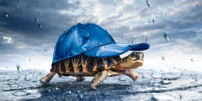 1920x1200 154 Turtle HD Wallpapers | Background Images