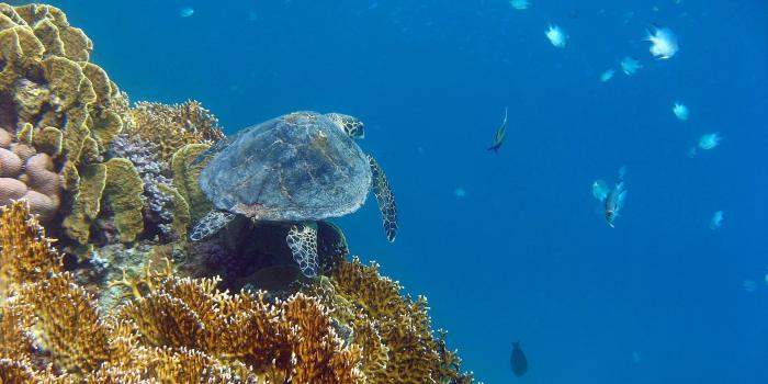 1920x1200 sea turtle wallpaper