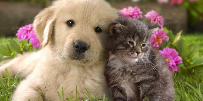 1600x1000 Cats and Dogs Wallpapers - Top Free Cats and Dogs Backgrounds