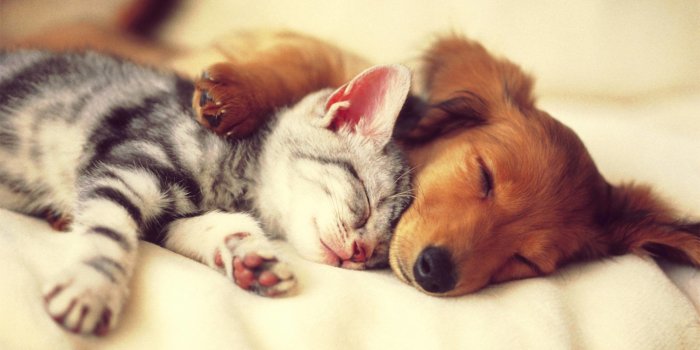 2560x1440 Cute Cats and Dogs Wallpaper (54+ images)