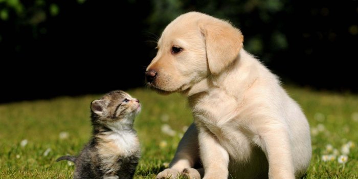 2048x1280 Free Cute Dog and Cat Wallpaper HD (With images) | Cute baby dogs