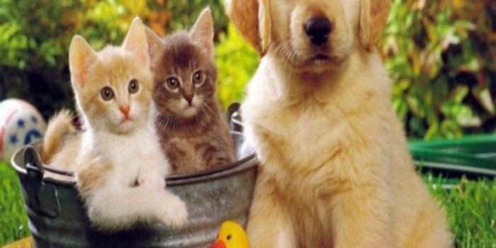 1000x1000 Cat And Dog Wallpapers