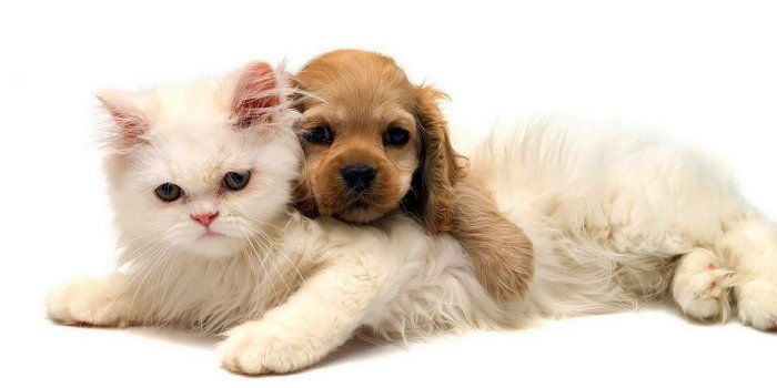 1600x900 Cat and dog cuddling | Cute cats and dogs, Dog cat pictures, Dog