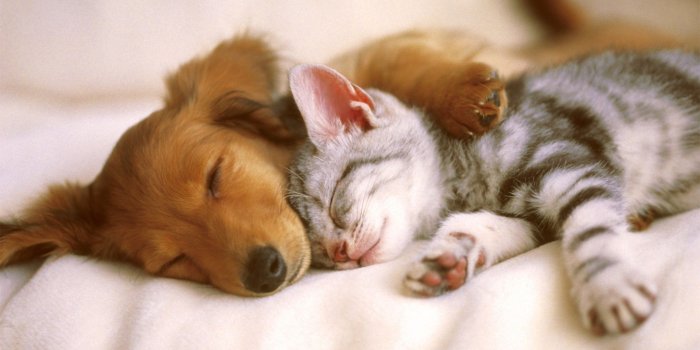 1920x1080 Cute Dog and Cat Wallpaper