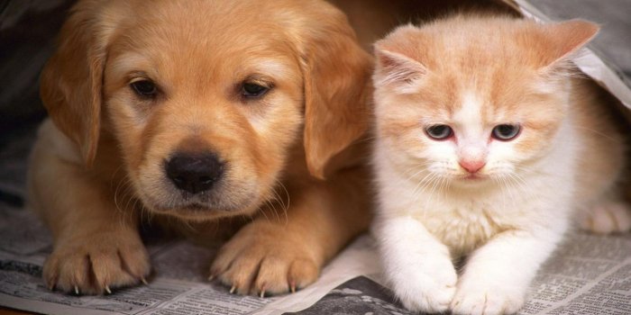 1366x768 Free download Cats And Dogs Wallpaper Hd Cats And Dogs Wallpaper