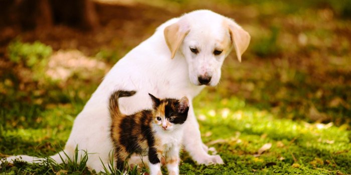 1920x1200 Cats and Dogs Wallpaper ·① WallpaperTag