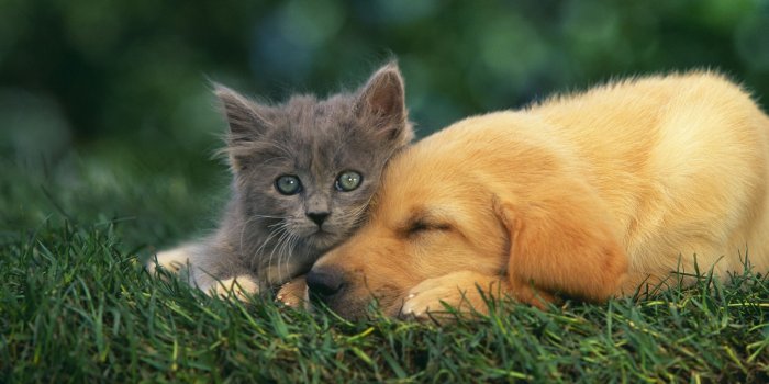 1920x1080 Cats Dogs Wallpaper Desktop (51+ images)