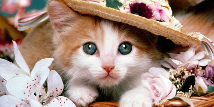 1440x900 Cute Cats & Dogs Wallpaper Images Free Download For Desktop