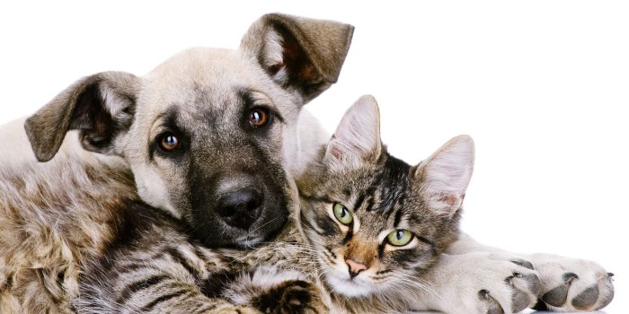 1920x1080 Cat and Dog Wallpaper ·① WallpaperTag