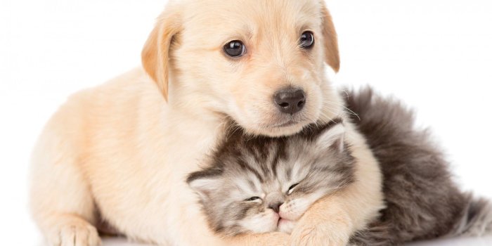 1680x1050 Cute Cats and Dogs Wallpapers - Top Free Cute Cats and Dogs