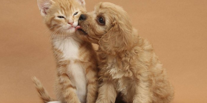 1920x1440 Free download Cute dog and cat Dogs Wallpaper [1920x1440] for your