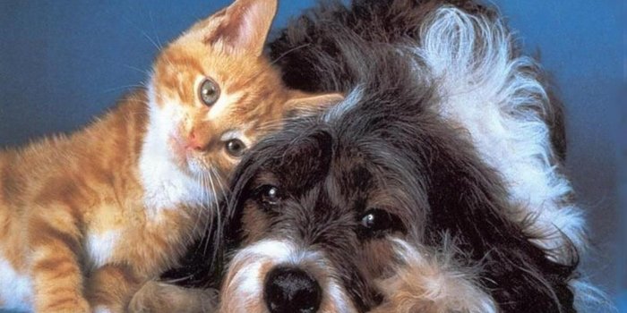 1920x1080 Cat And Dog Hd Wallpaper - Cute Cat And Dog Wallpaper Hd, Hd