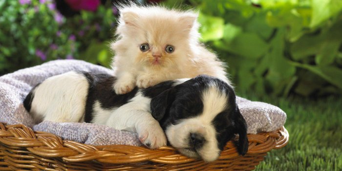 1920x1080 Puppy With Cats Wallpapers