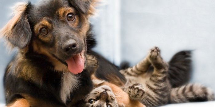 1920x1440 Cute Cats And Dogs Wallpapers - flashwallpapers.com