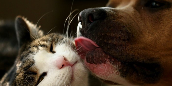 1600x1000 Cats and Dogs Wallpapers - Pets Cute and Docile