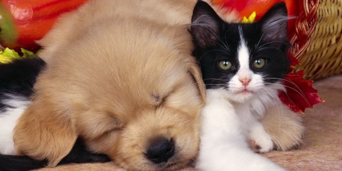 1920x1200 Funny Cat And Dog Wallpapers