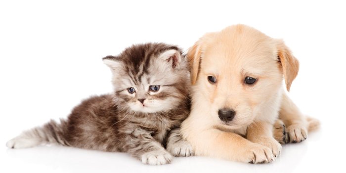 2048x1421 20243 cute cats and dogs wallpaper