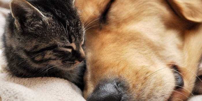 1600x1000 Cute cat and dog wallpaper download