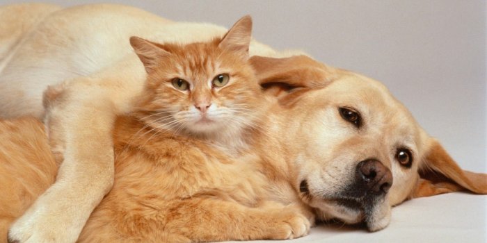 1600x1123 Free download Cute Cat With Cute Dog Wallpaper for Desktop