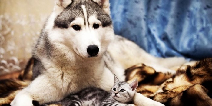 1440x810 Cat Dog Cute Animal Background Hd Wallpaper - Cute Animal