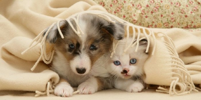 1150x800 Cats and Dogs Wallpapers - Top Free Cats and Dogs Backgrounds