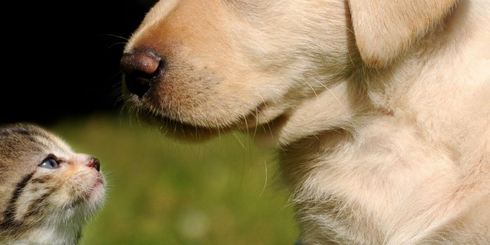 2160x3840 Wallpaper Friends, cat, dog, puppy, kitty, green, grass, sunny day