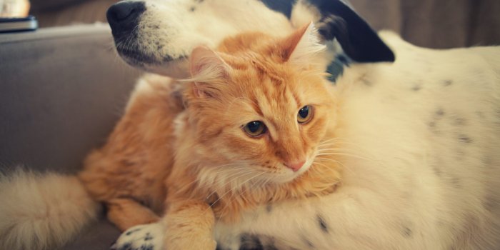 2048x1365 Cute-cat-and-dog-wallpaper-background-hd-03