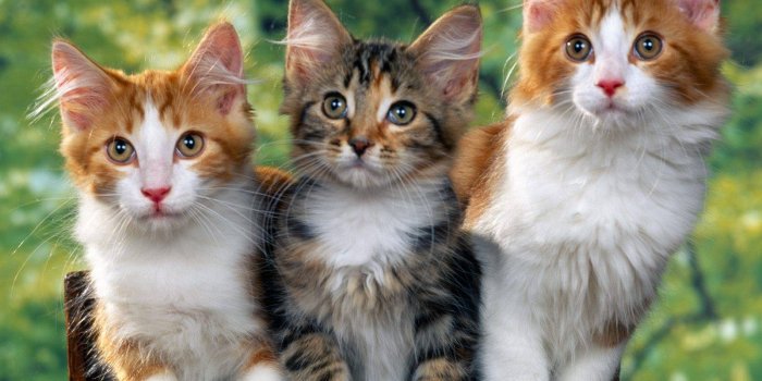 1600x1200 Cat And Dog Wallpapers