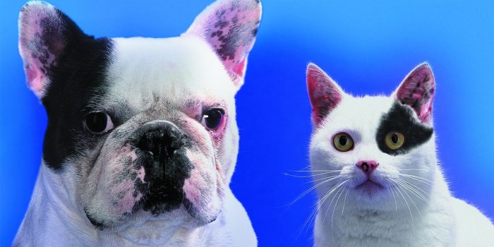 1600x1000 Cats And Dogs Wallpapers WallpapersInk Cats Dogs Wallpapers HD