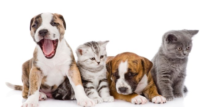 1920x1200 Cat and Dog Wallpaper (56+ images)