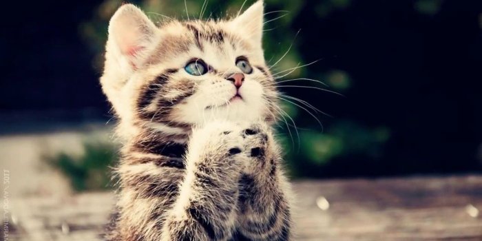 1280x720 Wallpaper Download] Cute Dogs Cats HD Wallpapers 000 With Relaxing