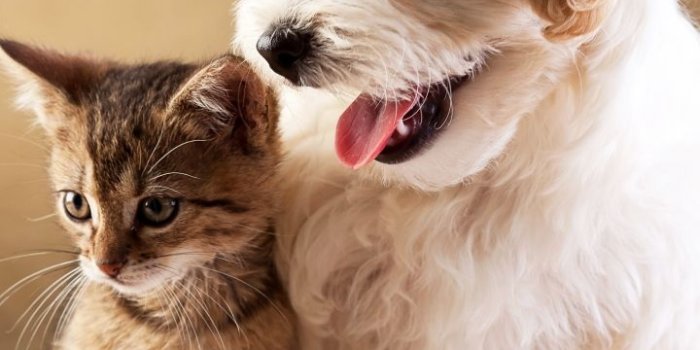 720x1280 Animal/Cat & Dog (720x1280) Wallpaper ID: 708006