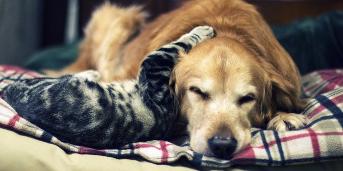 3840x2160 Cat and Dog Wallpaper ·① WallpaperTag