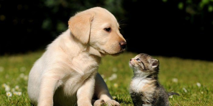 1600x1000 Cute Cats and Dogs Wallpapers - Top Free Cute Cats and Dogs
