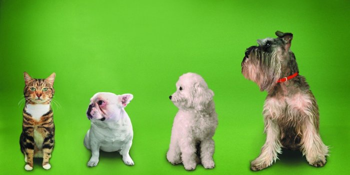 1600x1000 Cute Cats And Dogs Hd Wallpapers Best Cute Cats - Cats And Dogs