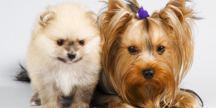 2880x1800 Cute Cat And Dog Cuddling Hd Cats Dogs Wallpaper Backgrounds. Dog