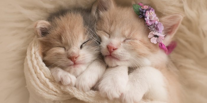 5120x2880 Cute Cats Pets 5K Wallpaper - Best Wallpapers