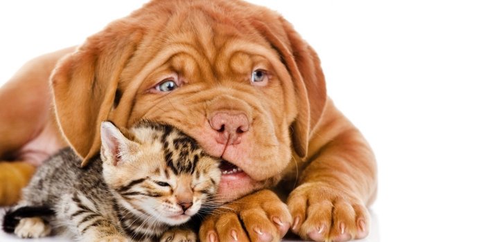 1680x1050 Free download Wallpaper For Hd 16 Cute Dog And Cat Friends Dogs