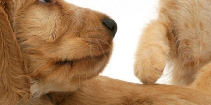 1080x2160 Download 1080x2160 Cat, Dog, Friends, Cute, Kitten Wallpapers for