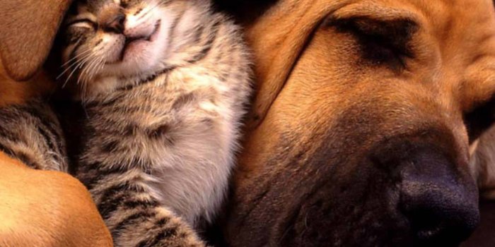 1440x1280 Cute Cat and Dog wallpaper by djbattery2012 - 1e - Free on ZEDGE™