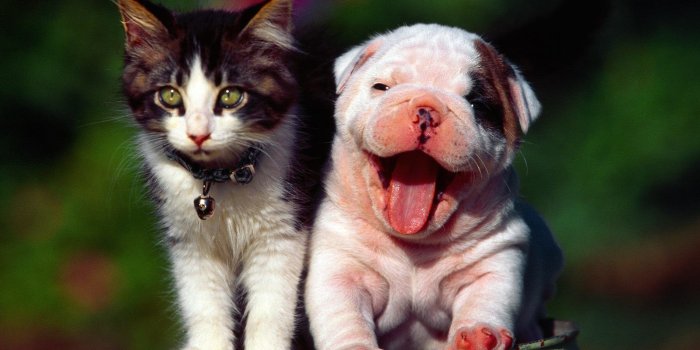 2100x1575 Cute Cat-Dog Wallpaper-Free HD Downloads