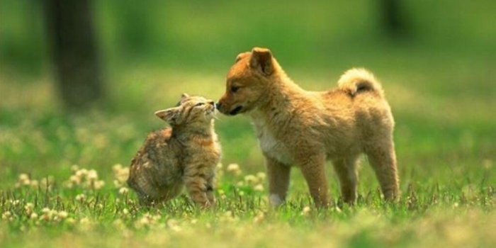 1024x768 Cat And Dog Wallpapers