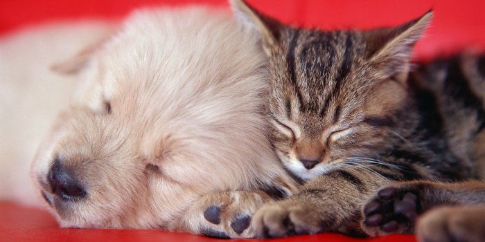 1920x1080 animals, Cats, Kittens, Dogs, Puupy, Cute Wallpapers HD / Desktop