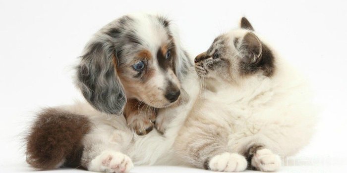 1264x768 Best Friends, Download Dog Wallpapers, Hairy Dogs, Dog Claws