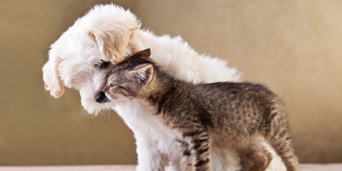 1600x1000 Pet Supplements old dog joint PET HIP AND JOINT CARE FOR DOGS AND