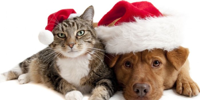 1366x768 Cute Merry Christmas Wallpaper Cats And Dogs - Best Cars Wallpapers